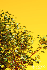 100506_treeTest.jpg