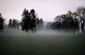 Arbre-brume.jpg (49.54 KiB) Viewed 15081 times Arbre-brume.jpg