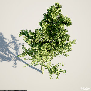 SU_tree.jpg (831.08 KiB) Viewed 4068 times SU_tree.jpg