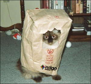 cat.jpg