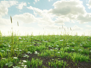 grass3.jpg (776.79 KiB) Viewed 5476 times grass3.jpg