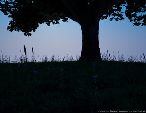 grass in dusk.jpg