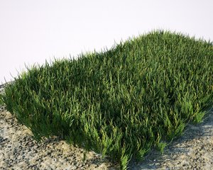 Grass4.jpg