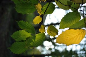 aberration_photo.JPG (156.33 KiB) Viewed 19864 times aberration_photo.JPG