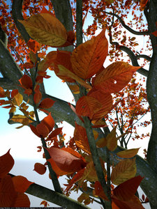 Tree_test_3.4.7.jpg