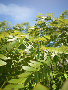 blaetter-test_indigo_01.jpg