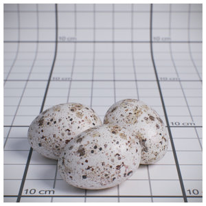 house_sparrow_egg.jpg (191.22 KiB) Viewed 10997 times house_sparrow_egg.jpg