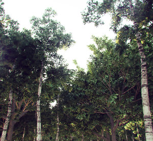 random veg 2.jpg (810.47 KiB) Viewed 6566 times random veg 2.jpg