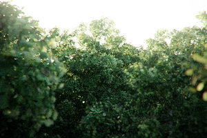 random veg.jpg (520.69 KiB) Viewed 6566 times random veg.jpg