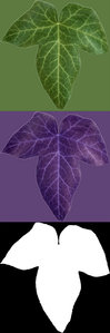 ivy1.jpg (52 KiB) Viewed 16293 times ivy1.jpg