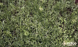 Grass_006 (0;00;00;00).jpg