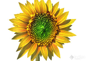 Sunflower Indigo-2.jpg