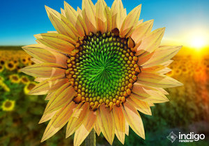 Sunflower 1.jpg
