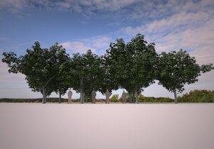 Trees1.jpg