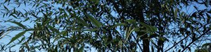 leafs details 2.jpg