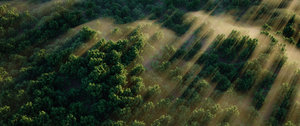 mist forest.jpg