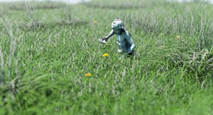 Grass_agfa_bidir.jpg