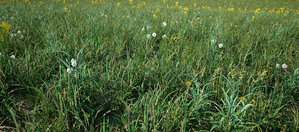 Trava - test.jpg (3.84 MiB) Viewed 6886 times Trava - test.jpg