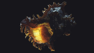 Murex_Romosus.jpg