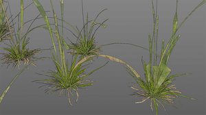 screen_grass_tall_lod0.jpg