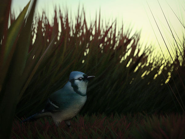 oiseau.jpg