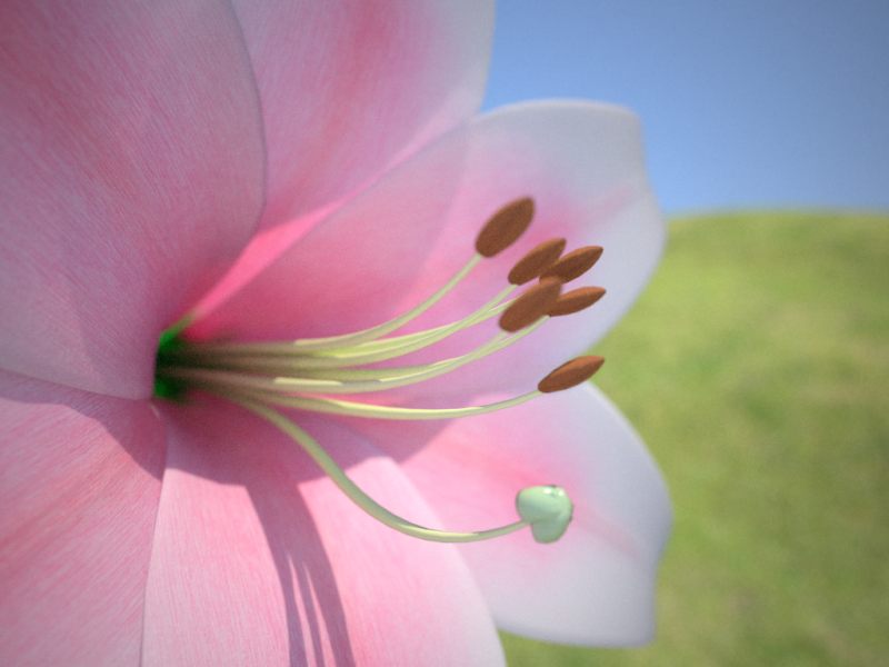 flower.jpg