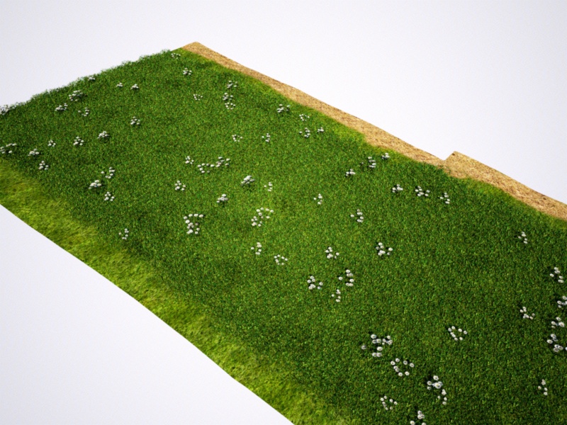 lawn.jpg