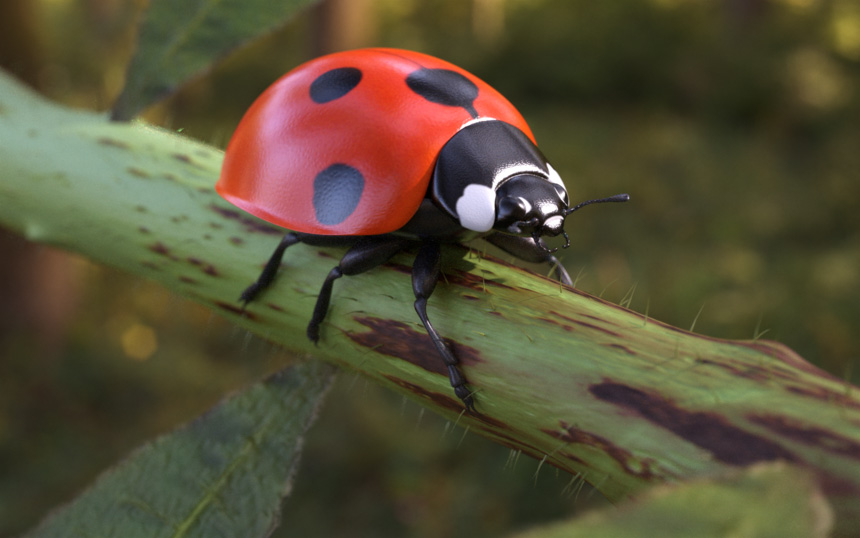 ladybug_final.jpg