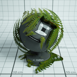 Fern